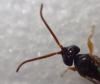 Metopiinae inconnu